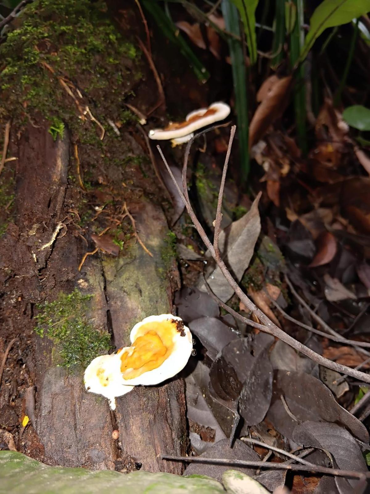 Отель Umiyuki Jungle Tour Only Treking With As Букит-Лаванг Экстерьер фото