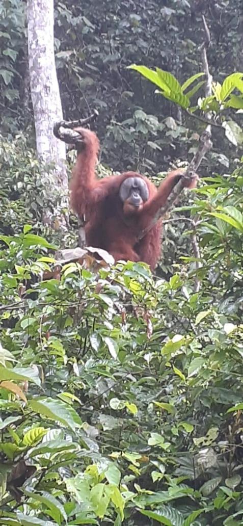 Отель Umiyuki Jungle Tour Only Treking With As Букит-Лаванг Экстерьер фото